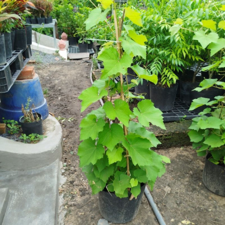 (Hỏa Tốc) Cây Nho Xanh  ( Cây Nho Xanh Ăn Trái )