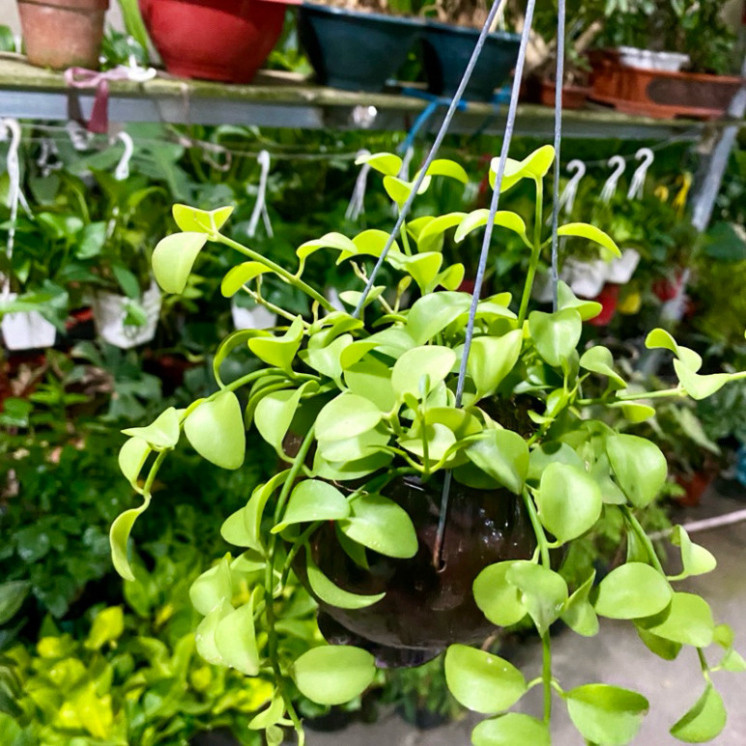 (Hỏa Tốc) Cây dola treo mini kèm chậu gáo dừa ( chỉ giao hoả tốc)