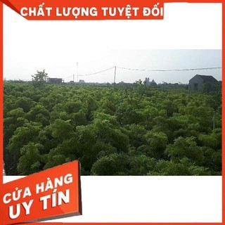 Rễ Đinh Lăng Khô ( Thái Lát 1kg)