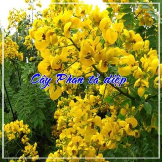 lá cây phan tả diệp khô sạch 100g