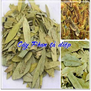 lá cây phan tả diệp khô sạch 100g