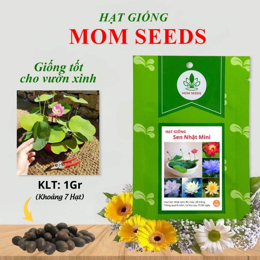 Hạt Giống Hoa Sen Mini Nhật Nhiều Màu ( 7 Hạt) - Momseeds