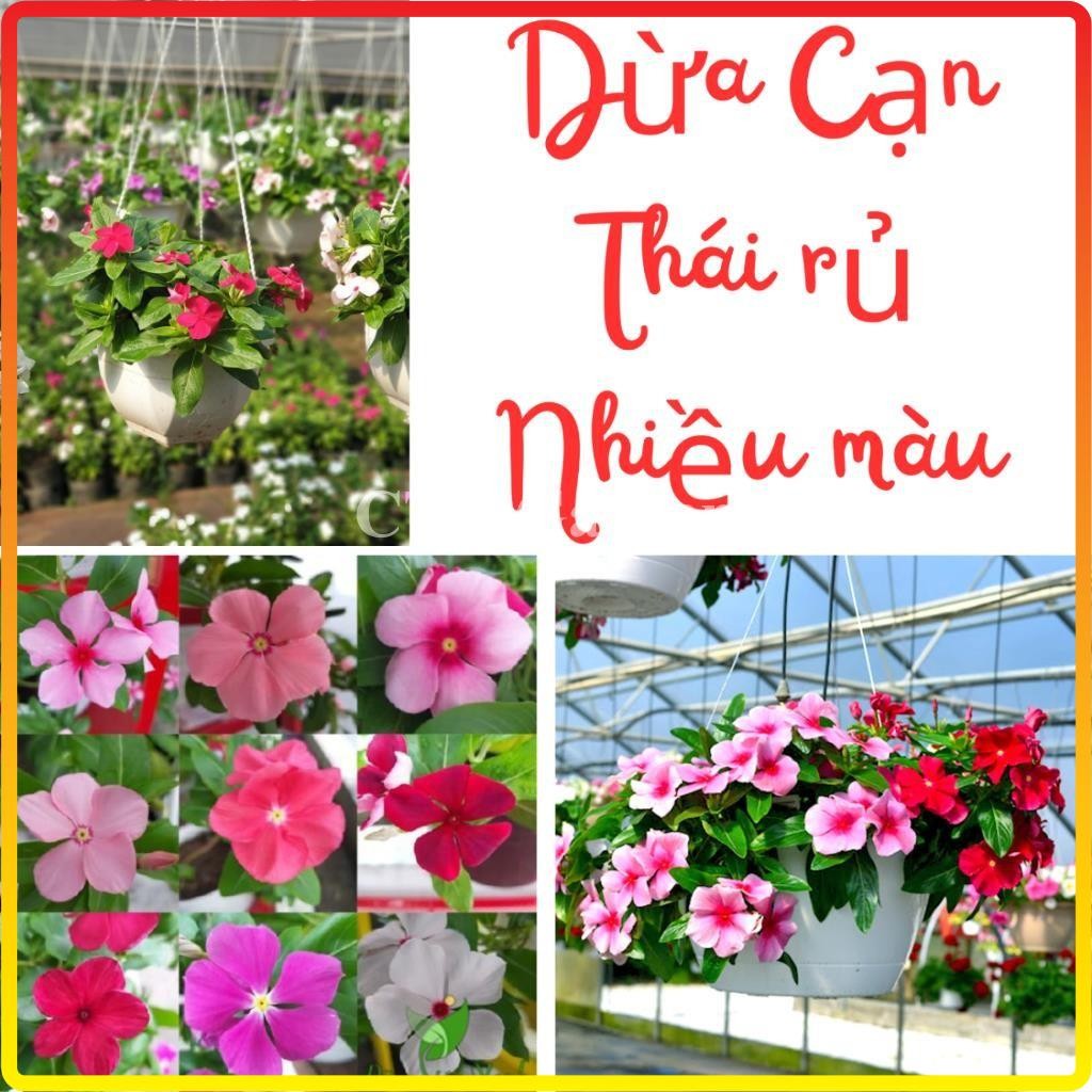 Cây hoa DỪA CẠN rủ, hoa nở nhiều màu bắt mắt, thích hợp trồng chậu treo rủ (Chỉ giao miền Bắc+Bắc miền Trung)