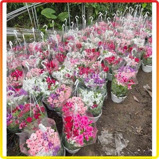 Cây hoa DỪA CẠN rủ, hoa nở nhiều màu bắt mắt, thích hợp trồng chậu treo rủ (Chỉ giao miền Bắc+Bắc miền Trung)