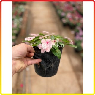Cây hoa DỪA CẠN rủ, hoa nở nhiều màu bắt mắt, thích hợp trồng chậu treo rủ (Chỉ giao miền Bắc+Bắc miền Trung)