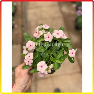 Cây hoa DỪA CẠN rủ, hoa nở nhiều màu bắt mắt, thích hợp trồng chậu treo rủ (Chỉ giao miền Bắc+Bắc miền Trung)