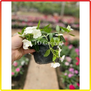 Cây hoa DỪA CẠN rủ, hoa nở nhiều màu bắt mắt, thích hợp trồng chậu treo rủ (Chỉ giao miền Bắc+Bắc miền Trung)