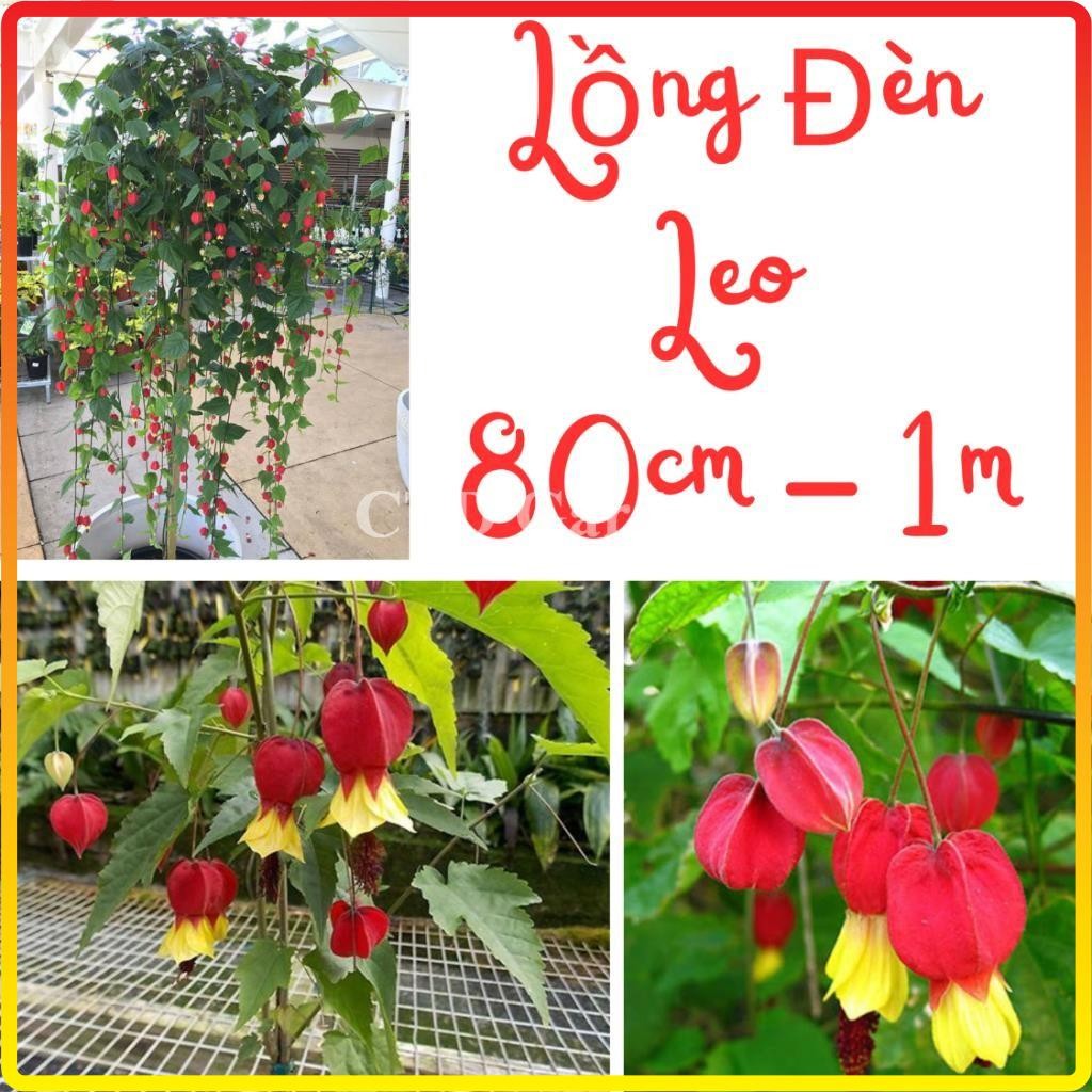 Cây Lồng Đèn Hội An cao 1m