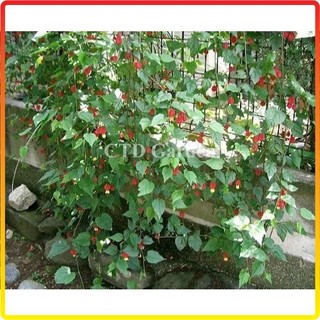 Cây Lồng Đèn Hội An cao 1m