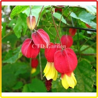 Cây Lồng Đèn Hội An cao 1m