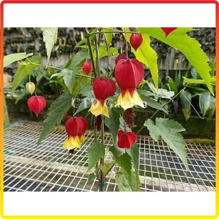 Cây Lồng Đèn Hội An cao 1m
