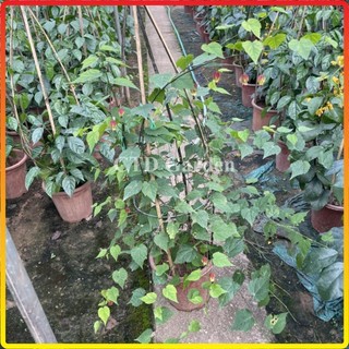 Cây Lồng Đèn Hội An cao 1m