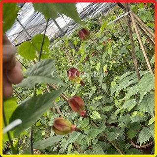 Cây Lồng Đèn Hội An cao 1m