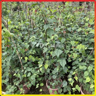 Cây Lồng Đèn Hội An cao 1m