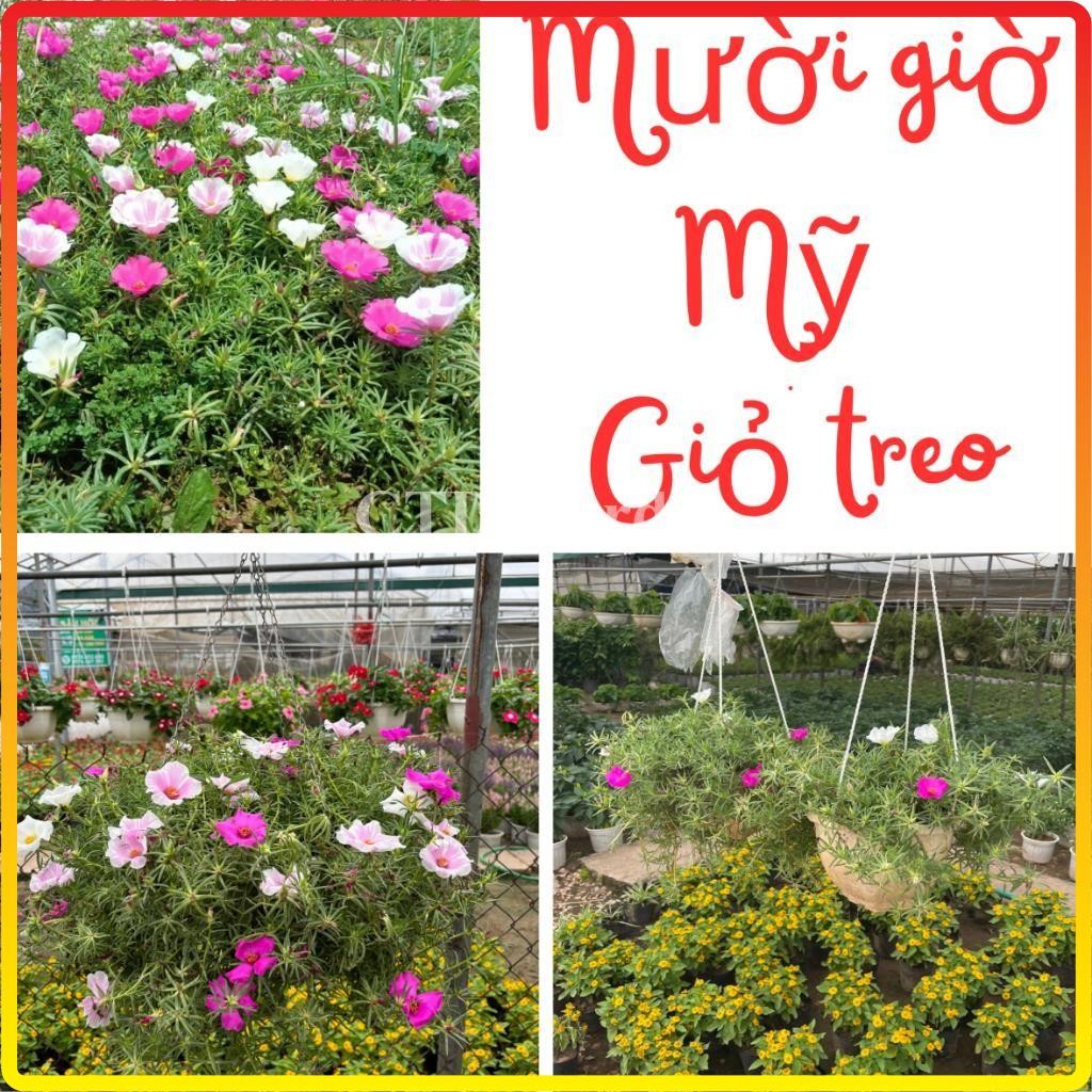 Giỏ treo MƯỜI GIỜ MỸ, hoa nở nhiều màu bắt bắt, cây dễ chăm (Chỉ giao miền Bắc+Bắc miền Trung)