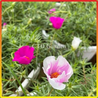 Giỏ treo MƯỜI GIỜ MỸ, hoa nở nhiều màu bắt bắt, cây dễ chăm (Chỉ giao miền Bắc+Bắc miền Trung)