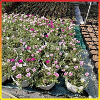 Giỏ treo MƯỜI GIỜ MỸ, hoa nở nhiều màu bắt bắt, cây dễ chăm (Chỉ giao miền Bắc+Bắc miền Trung)