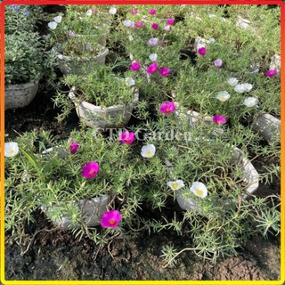Giỏ treo MƯỜI GIỜ MỸ, hoa nở nhiều màu bắt bắt, cây dễ chăm (Chỉ giao miền Bắc+Bắc miền Trung)