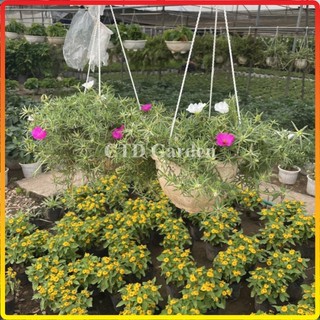 Giỏ treo MƯỜI GIỜ MỸ, hoa nở nhiều màu bắt bắt, cây dễ chăm (Chỉ giao miền Bắc+Bắc miền Trung)