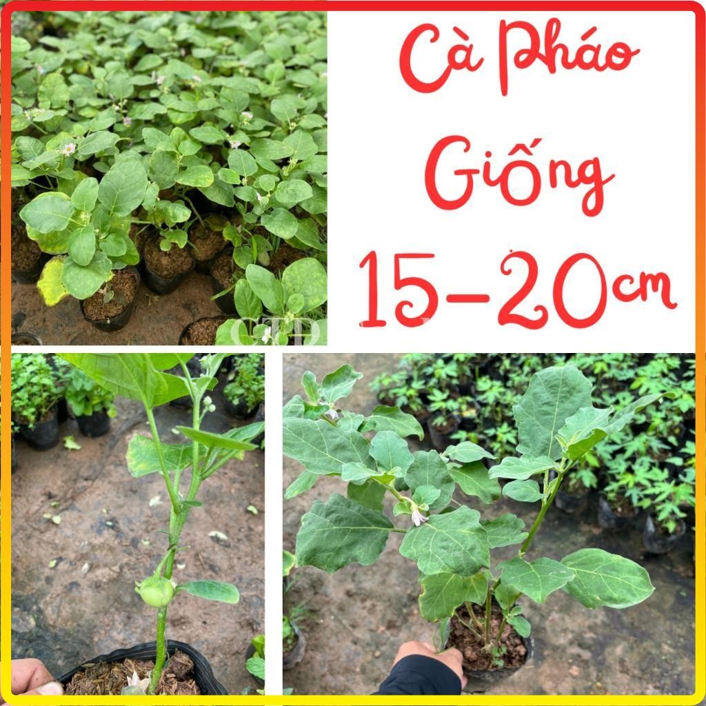 Cây CÀ PHÁO giống ăn quả, cao 15-20cm bầu rễ rễ khỏe, cây đã có thể ra hoa đậu quả (Chỉ giao miền Bắc+Bắc miền Trung)