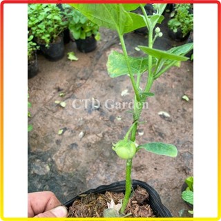 Cây CÀ PHÁO giống ăn quả, cao 15-20cm bầu rễ rễ khỏe, cây đã có thể ra hoa đậu quả (Chỉ giao miền Bắc+Bắc miền Trung)