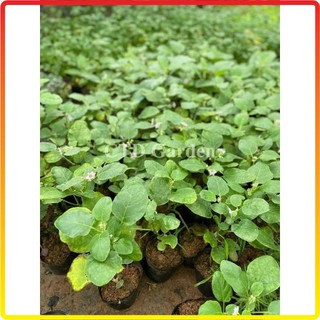 Cây CÀ PHÁO giống ăn quả, cao 15-20cm bầu rễ rễ khỏe, cây đã có thể ra hoa đậu quả (Chỉ giao miền Bắc+Bắc miền Trung)