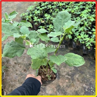 Cây CÀ PHÁO giống ăn quả, cao 15-20cm bầu rễ rễ khỏe, cây đã có thể ra hoa đậu quả (Chỉ giao miền Bắc+Bắc miền Trung)