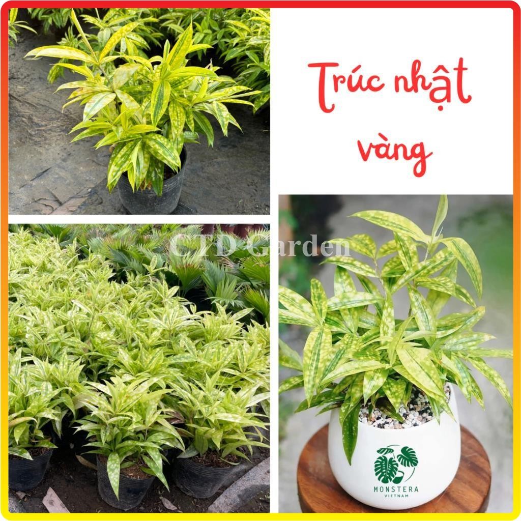 Bụi Trúc Nhật Vàng mini 15cm, lá vàng bắt mắt cây dễ chăm phát triển nhanh