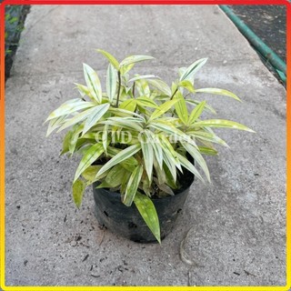 Bụi Trúc Nhật Vàng mini 15cm, lá vàng bắt mắt cây dễ chăm phát triển nhanh