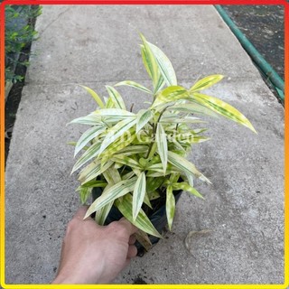 Bụi Trúc Nhật Vàng mini 15cm, lá vàng bắt mắt cây dễ chăm phát triển nhanh
