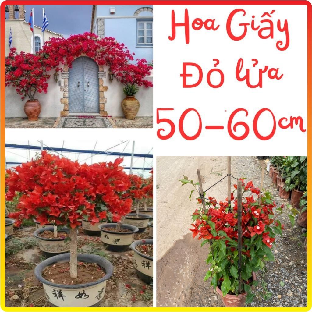 Hoa giấy đỏ lửa, Hoa giấy Red Samba 60cm, cây đẹp