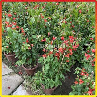 Hoa giấy đỏ lửa, Hoa giấy Red Samba 60cm, cây đẹp