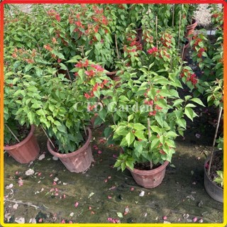 Hoa giấy đỏ lửa, Hoa giấy Red Samba 60cm, cây đẹp
