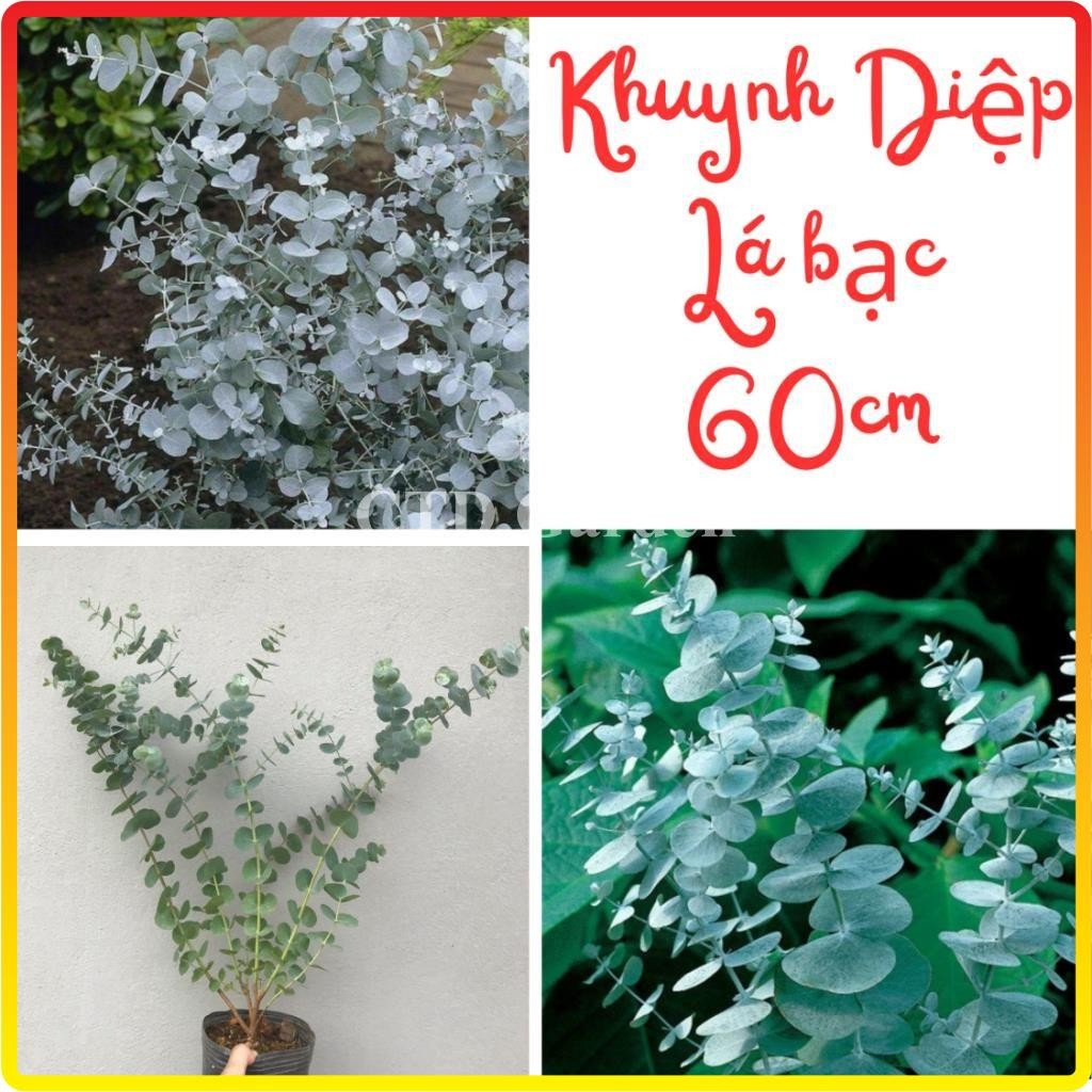 Cây Khuynh Diệp - Cây Đô La Bạc - Bạch Đằng cảnh - Silver Dollar Tree - Eucalyptus cinerea