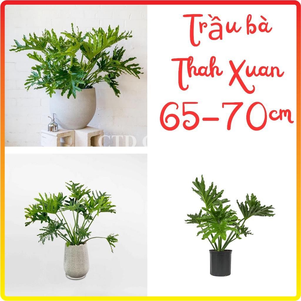 Cây trầu bà Thanh xuân 70cm, lá xanh đẹp cây dễ chăm sóc