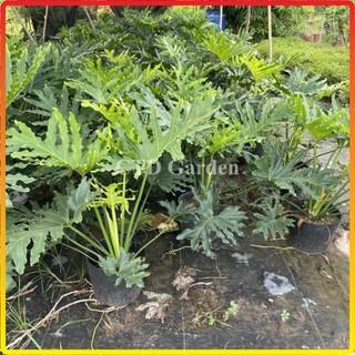 Cây trầu bà Thanh xuân 70cm, lá xanh đẹp cây dễ chăm sóc