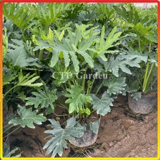 Cây trầu bà Thanh xuân 70cm, lá xanh đẹp cây dễ chăm sóc