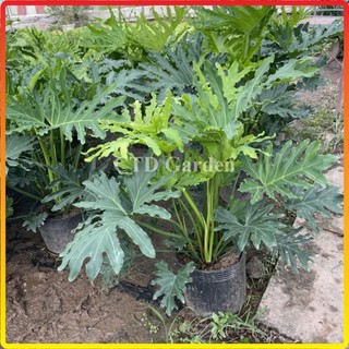 Cây trầu bà Thanh xuân 70cm, lá xanh đẹp cây dễ chăm sóc