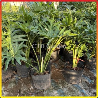 Cây trầu bà Thanh xuân 70cm, lá xanh đẹp cây dễ chăm sóc
