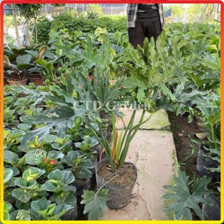 Cây trầu bà Thanh xuân 70cm, lá xanh đẹp cây dễ chăm sóc