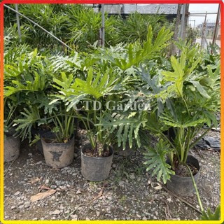 Cây trầu bà Thanh xuân 70cm, lá xanh đẹp cây dễ chăm sóc