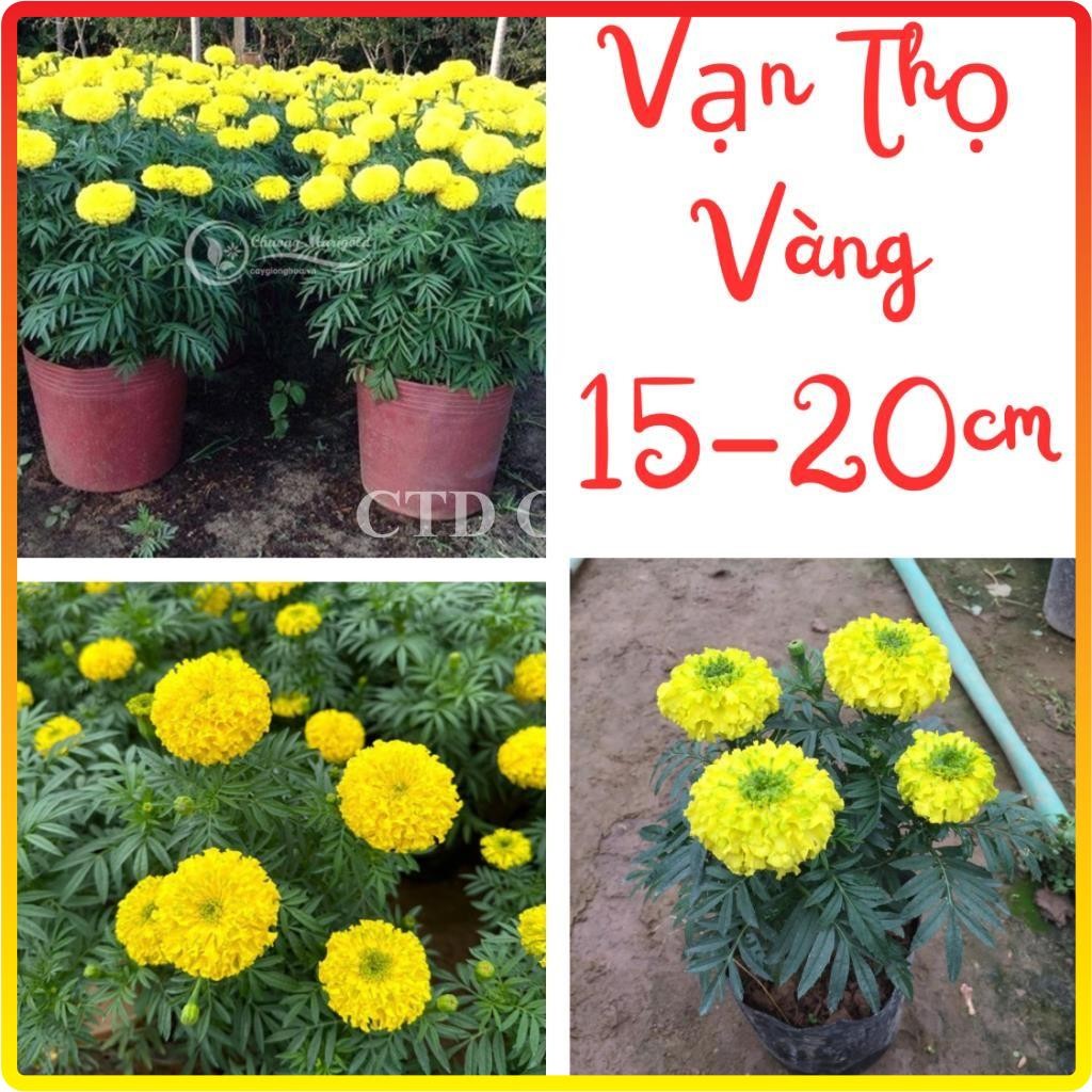 Cây Hoa Cúc Vạn Thọ Vàng, bầu 15-20cm, hoa nở vàng bắt mắt và ra liên tục (Chỉ giao miền Bắc+Bắc miền Trung)