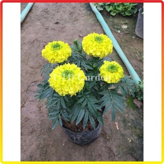 Cây Hoa Cúc Vạn Thọ Vàng, bầu 15-20cm, hoa nở vàng bắt mắt và ra liên tục (Chỉ giao miền Bắc+Bắc miền Trung)