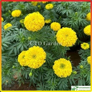Cây Hoa Cúc Vạn Thọ Vàng, bầu 15-20cm, hoa nở vàng bắt mắt và ra liên tục (Chỉ giao miền Bắc+Bắc miền Trung)
