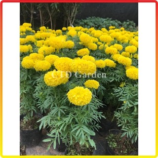 Cây Hoa Cúc Vạn Thọ Vàng, bầu 15-20cm, hoa nở vàng bắt mắt và ra liên tục (Chỉ giao miền Bắc+Bắc miền Trung)