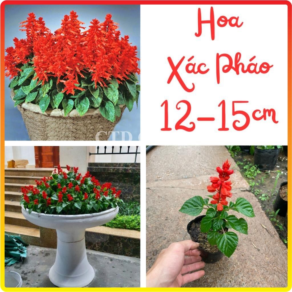 Cây Hoa Xác Pháo Đẹp 15-20cm, hoa màu đỏ nở rực rỡ, cây ra hoa liên tục (Chỉ giao miền Bắc+Bắc miền Trung)
