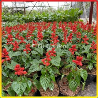 Cây Hoa Xác Pháo Đẹp 15-20cm, hoa màu đỏ nở rực rỡ, cây ra hoa liên tục (Chỉ giao miền Bắc+Bắc miền Trung)