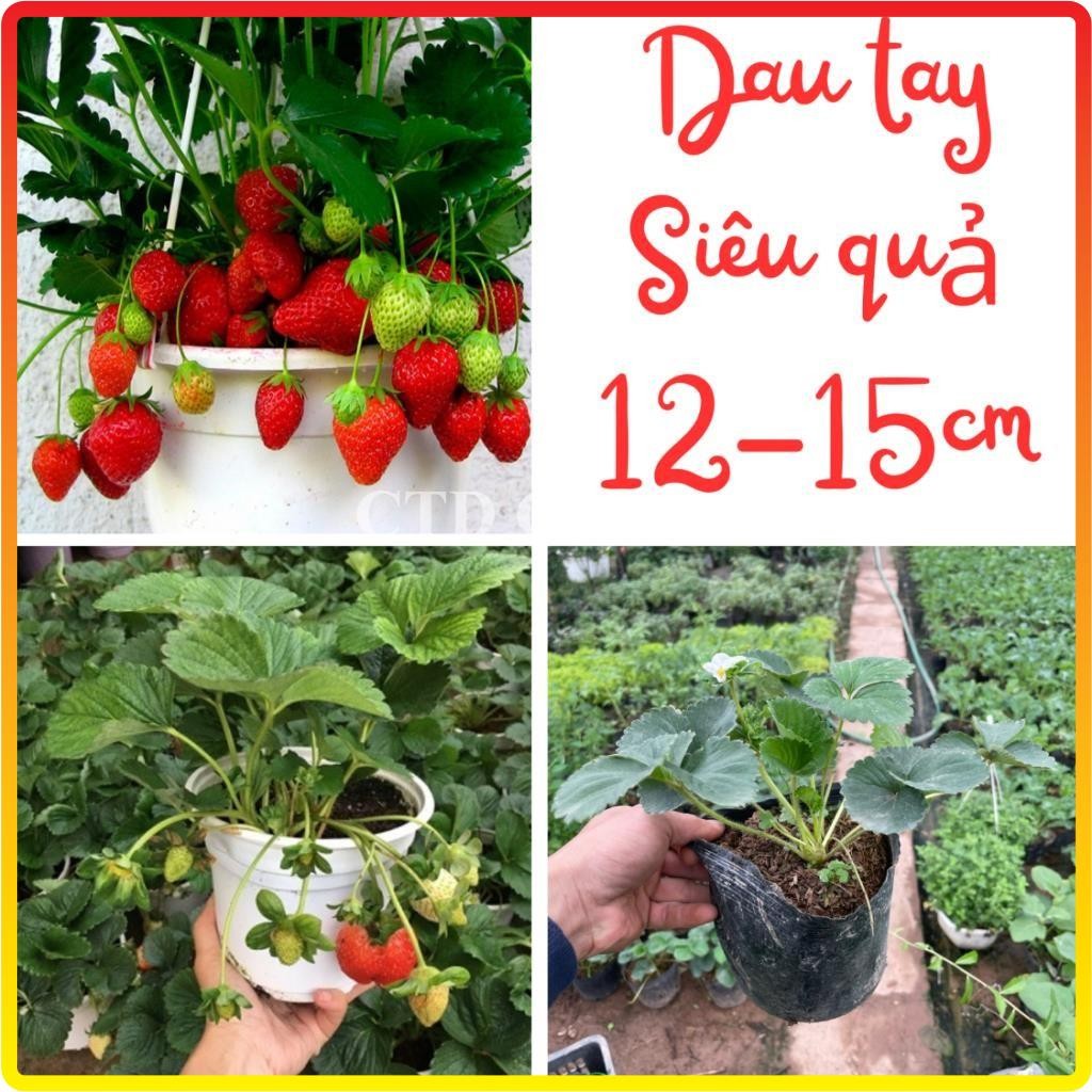 Cây dâu tây 12-15cm, giống siêu quả chịu nhiệt