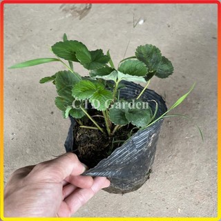 Cây dâu tây 12-15cm, giống siêu quả chịu nhiệt