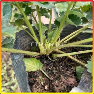 Cây dâu tây 12-15cm, giống siêu quả chịu nhiệt
